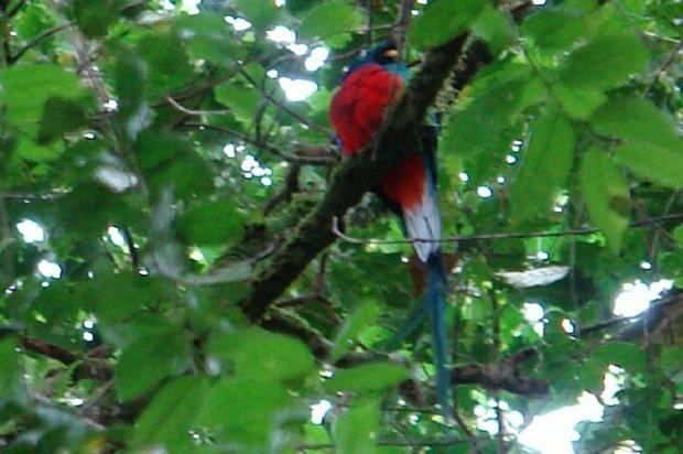 Hostel Villa Verde Monteverde Kültér fotó